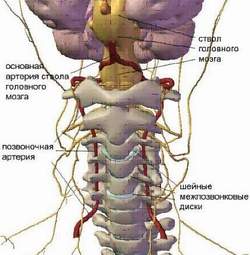 Анатомия шейного отдела позвоночника человека